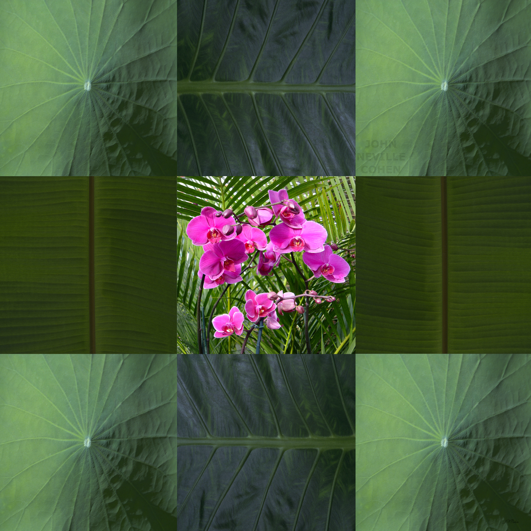 Framed Orchids, Painting with Light Projection Photography Limited Edition Prints for sale, maximum of 8, by John Neville Cohen.