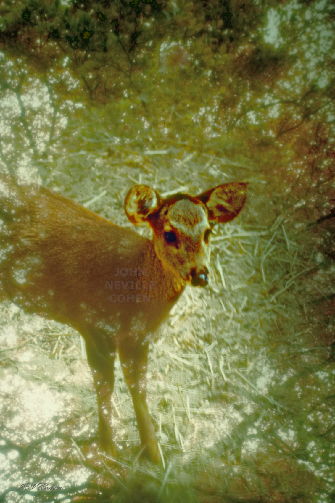 Deer, Painting with Light Projection Photography Limited Edition Prints for sale, maximum of 8, by John Neville Cohen.
