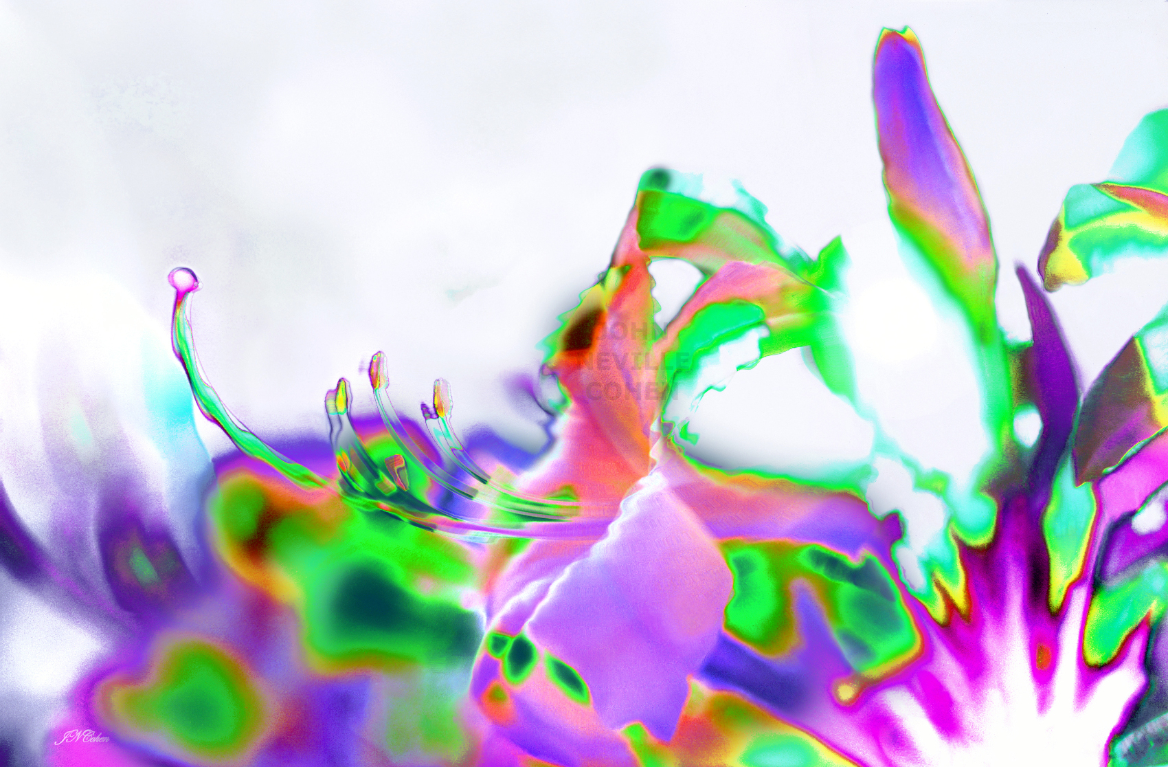 Flower Power, Painting with Light Projection Photography Limited Edition Prints for sale, maximum of 8, by John Neville Cohen.