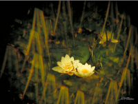 'Libido' Painting with Light projection photography by John Neville Cohen, Large limited edition prints by John Neville Cohen